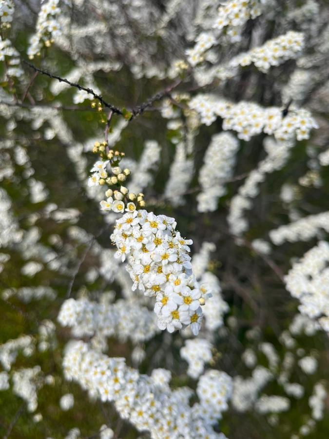 Pensiunea Colt De Rai, Vistisoara Statiunea Climaterica Sambata Eksteriør billede